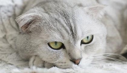 九游游戏中心-战神之门：拜仁慕尼黑再闯一关巅峰，拜仁慕尼黑战术打法