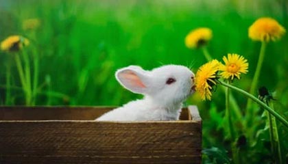 九游游戏中心-战神之门：拜仁慕尼黑再闯一关巅峰，拜仁慕尼黑战术打法